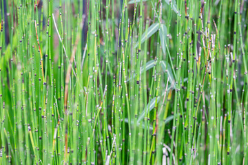 Green stalk plant, Nature texture