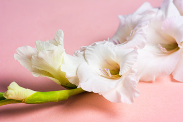 Fototapeta na wymiar Gladiolus flowers in blossom on pink background
