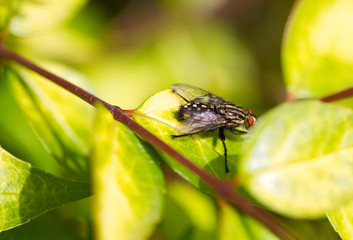 Graue Fleischfliege auf einem Zweig