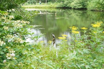 池と花と鳥