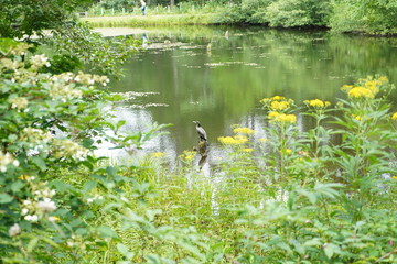 池と花と鳥