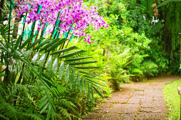 Thai pink orchids  flowers with blurred green garden path background.