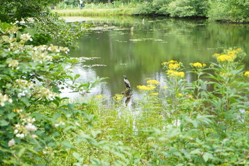 池と花と鳥