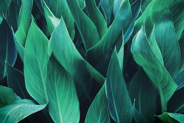 Tropical Leaves Texture Background in Blue Tone Color