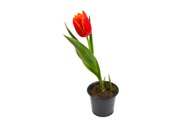 Tulip in a pot isolated on white background.