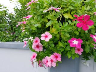 Tropical Thai pink hanging flowers over a wall