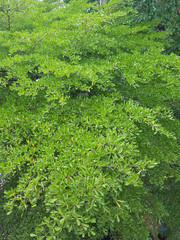 The top of tropical Thai trees from an aerial view