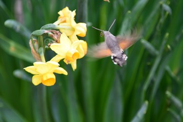 Esfinge colibrí  © mareguera