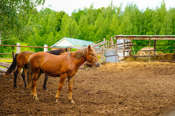 two bay horses stand next to each other outdoors in summer