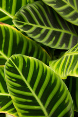  green, plant, decorative, leaf, garden