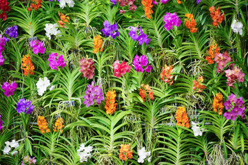 Colorful orchids flowers garden. Decorate garden for wedding day.