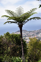 Fototapeta na wymiar Panoramic view on the Funchal city - Madeira Island, Portugal. 