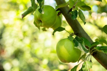 Close-up of green apples hanging off a branch