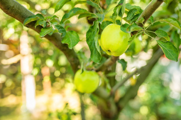 Close-up of green apples hanging off a branch