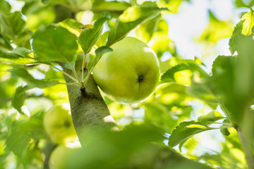 Close-up of green apples hanging off a branch