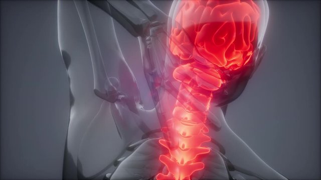 backache in backbone. science anatomy scan of human spine bones glowing