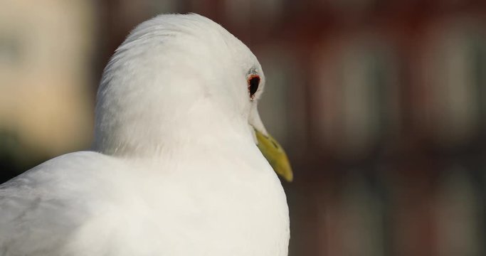 Seagull against the background of a city