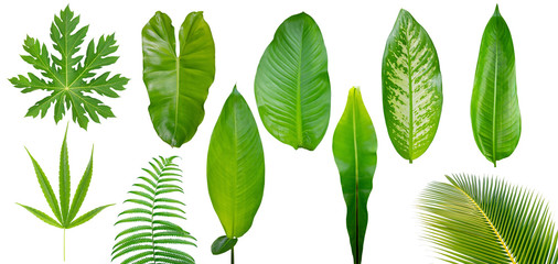 Set of different tropical leaves on white background