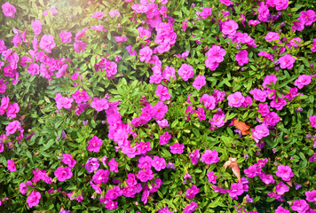 Blossom purple flowers backdrop wallpaper