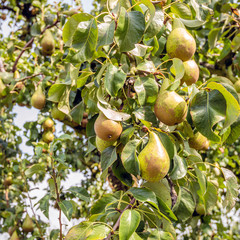 Ripening Conference pears from close