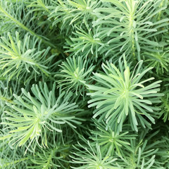 Green plant abstract background