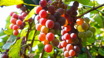Bunches of red grapes lit by the sun