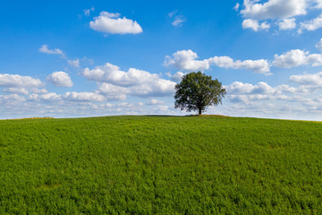 Einzelner Baum auf einem Hügel in der Uckermark, Brandenburg