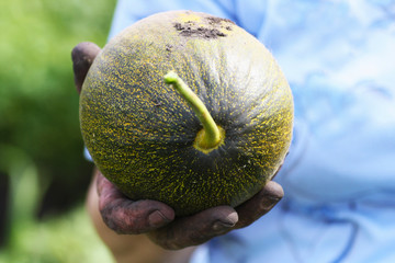 A man holds a ripe little melon in his hand.