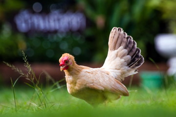 Bantam