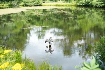 池と花と鳥