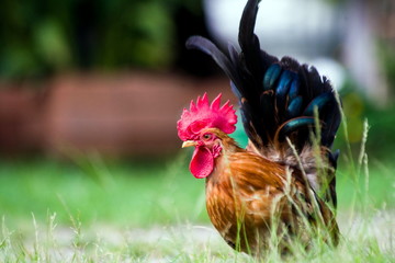 Bantam