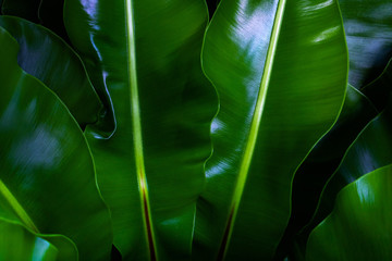 Green leaves background.Green leaves color tone dark  in the morning.Tropical Plant in...