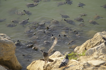 Mauremys leprosa galapago leproso laguna de la barrera malaga colonia de santa ines concentracion