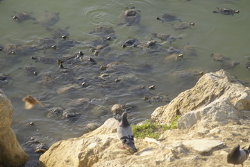 Mauremys leprosa galapago leproso laguna de la barrera malaga colonia de santa ines concentracion
