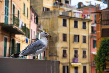 Ligurian gull sits on a cornice, Italy. Italian resort architecture