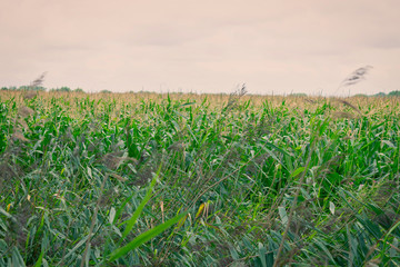 Fields and sky