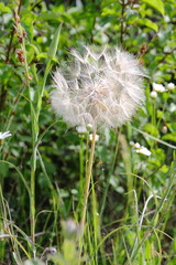 Dandelion Flower on the Green Nature Background