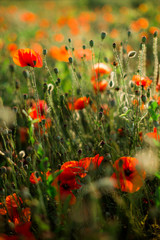 Obraz premium Mak zbliżenie pole, kwitnące dzikie kwiaty w zachodzącym słońcu. Czerwone tło zielone, puste, tapeta z nieostrością.