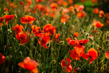 Fototapeta na wymiar Poppy field close-up, blooming wild flowers in the setting sun. Red green background, blank, wallpaper with soft focus.
