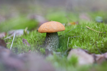 Beautiful mushroom Leccinum known as a Orange birch bolete, in a forest in autumn among fallen leaves and moss.
