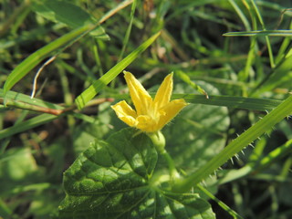 Obraz premium Wild Plants and Flowers in India