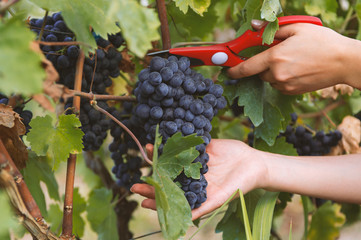 close-up man picking red wine grapes on vine in vineyard.harvest of blue grapes. fields vineyards...