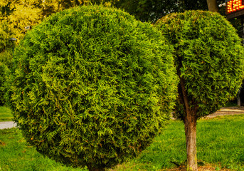 Two trimmed spherical thuja trees