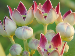 Wild Plants and Flowers in India