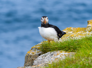 Atlantic Puffin Standing on Cliff's Rock with Green Grass  against Blue Ocean Water, Portrait