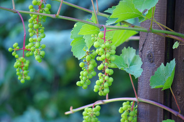 Grapes in the garden