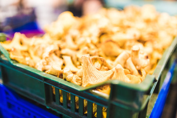 Chanterelle mushrooms in reusable plastic crate on market stand.