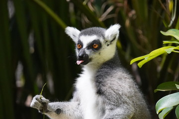  lemurs of Madagascar 