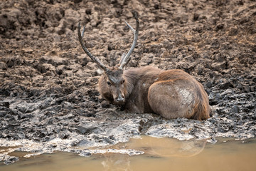 Sambar deer or Rusa unicolor cooling off and playing in mud water near pond at ranthambore national park, rajasthan, india