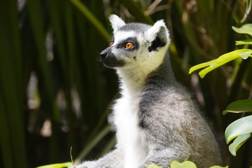 Naklejka na ściany i meble lemurs of Madagascar 